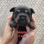 MURPHY