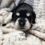 TILLY