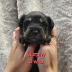 MURPHY