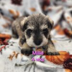 MILLIE