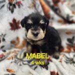 MABEL, FKA Sunny