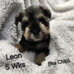 LEON