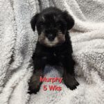 MURPHY