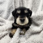 TILLY