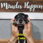 GRIZZLY