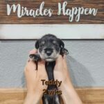 TEDDY