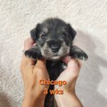 CHICAGO