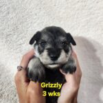 GRIZZLY