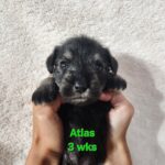 ATLAS