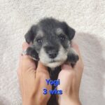 YOGI