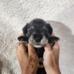 TEDDY