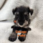 CHICAGO