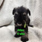 ATLAS