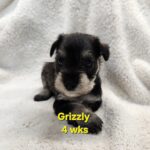 GRIZZLY