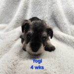 YOGI