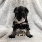TEDDY