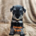 CHICAGO