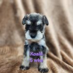 KOALA