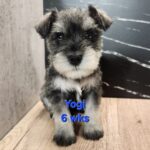 YOGI