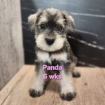 PANDA