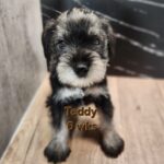 TEDDY