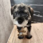 TEDDY
