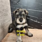 GRIZZLY