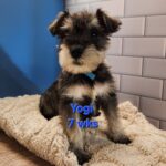 YOGI