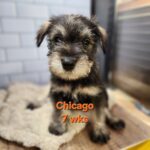 CHICAGO