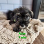 ATLAS