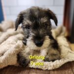 GRIZZLY