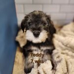 TEDDY