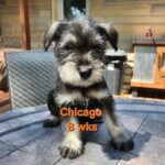 CHICAGO