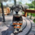 CHICAGO