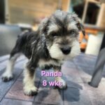 PANDA
