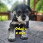 GRIZZLY