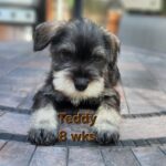 TEDDY