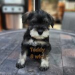 TEDDY