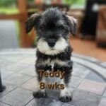 TEDDY