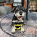 GRIZZLY