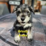 GRIZZLY