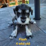 FLASH