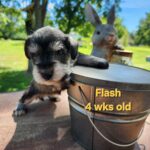 FLASH