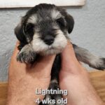 LIGHTNING