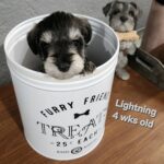 LIGHTNING