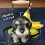 LIGHTNING