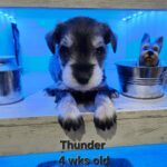 THUNDER