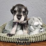 THUNDER