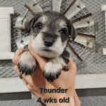 THUNDER