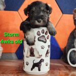 STORM